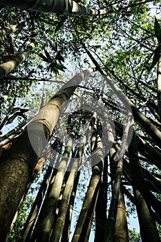 Largest in the world giant bamboo trees growing up to the sky with beautiful rays of sunlight in between. View from down below.