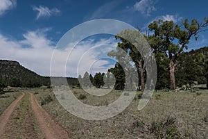 The Largo trail near Quemado lake, southwest N.M