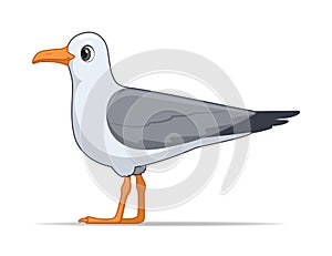 Laridae bird on a white background photo