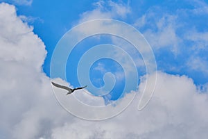 Laridae flying seabird on blue sky and clouds