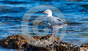 Laridae order Lari seagull perched on a rock in Rockingham photo