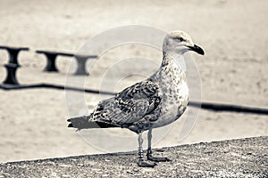 Laridae - seagull family birds photo