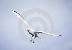 Laridae - seagull family birds photo