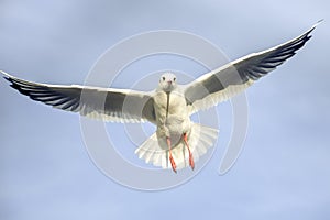 Laridae - seagull family birds photo