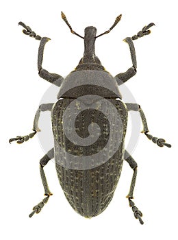 Larinus latus weevil