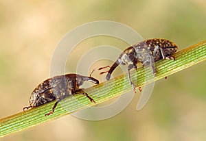 Larinus sturnus