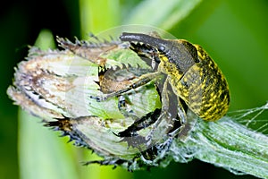 Larinus sturnus, weevil