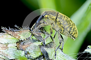 Larinus sturnus, weevil