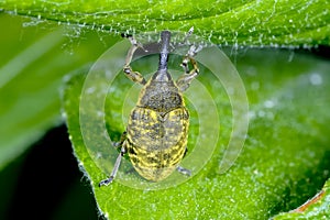 Larinus sturnus, weevil