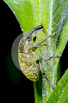 Larinus sturnus, weevil