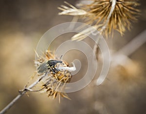 Larinus sturnus - Weevil Curculionidae beetle on a dry thistle photo