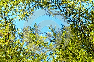 Larix decidua green branches in blue sky European larch