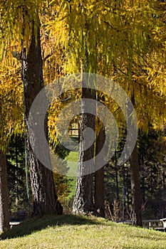 Larix decidua (larch)