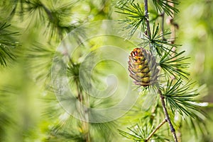 Larix gmelinii or the Dahurian larch. Cones on a coniferous tree