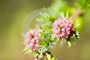 Larix - larch flower