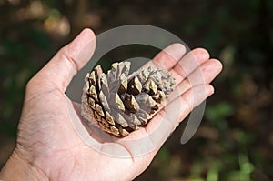 Larix leptolepis photo