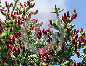 Larix pinaceae, dark-red growing cones photo