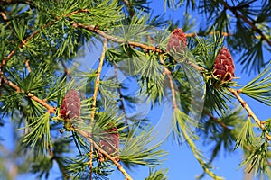 Larix sibirica. Cones and branches of Siberian larch against the sky