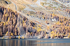 Larix trees in autumn colors on the slope of a mountain near Lake Sils, Switzerland