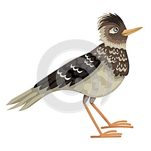 Lark bird, a brown motley feathered bird, stands on its paws. Isolated vector character