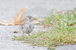 Lark Bunting bird