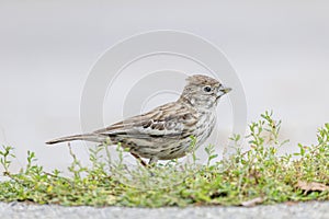 Lark Bunting bird