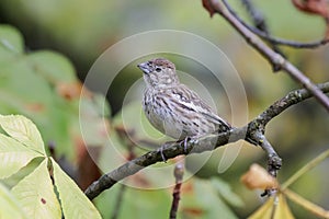 Lark Bunting bird