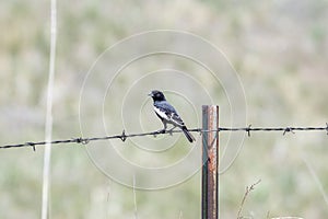 Lark Bunting Calamospiza melanocorys Perched on a Barbed Wire Fence on the Plains