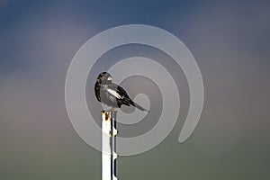 Lark Bunting in spring migration in Arizona