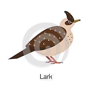 Lark isolated on white background. Beautiful forest passerine bird, adorable woodland songbird. Funny birdie. Avian