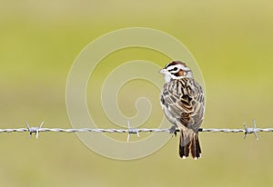 Lark Sparrow on Barbed Wire