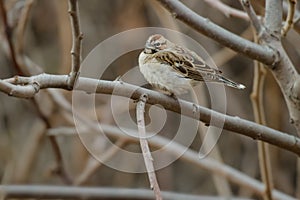 Lark Sparrow - Chondestes grammacus