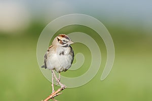 Lark Sparrow (Chondestes grammacus) photo