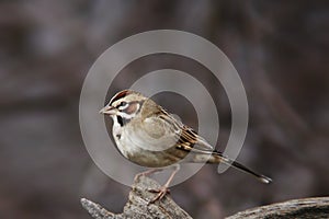 Lark Sparrow, Chondestes grammacus, perched on a log photo