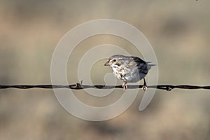 Young Lark Sparrow on a barbed-wire fence