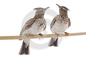Larks isolated on white background