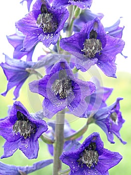 Larkspur