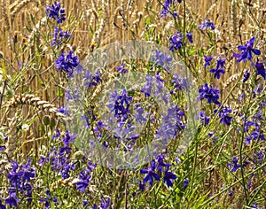 Larkspur against the background of grain crop Triticale