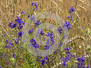 Larkspur against the background of grain crop Triticale