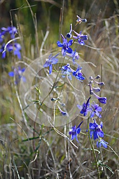 Larkspur and Bunchgrass, Saphire Queens of the Shrubsteppe
