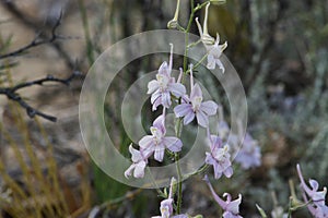 Larkspur - Delphinium.