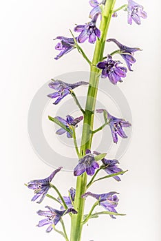 Larkspur - Delphinium glaucum