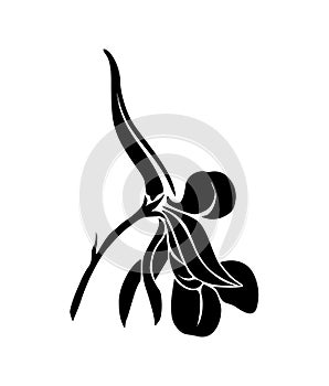 Larkspur flower black silhouette vector art icon.