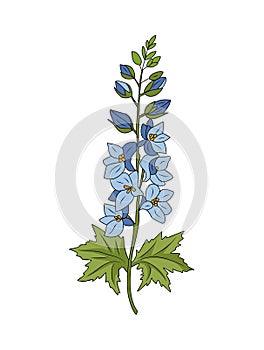 Larkspur flower colored vector line art isolated.