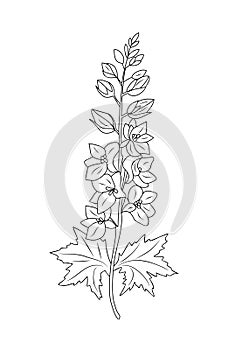 Larkspur flower line art vector drawing isolated.