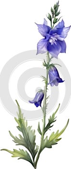 Larkspur flower, Watercolor painting of a larkspur flower. AI-Generated.