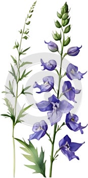 Larkspur flower, Watercolor painting of a larkspur flower. AI-Generated.