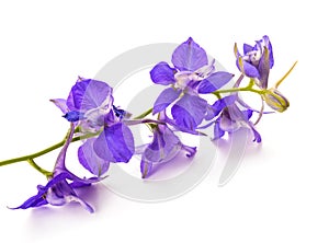 Larkspur flowers