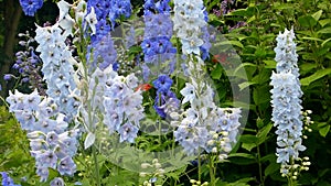 Larkspur flowers