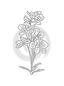 Larkspur July birth month flower line art drawing.